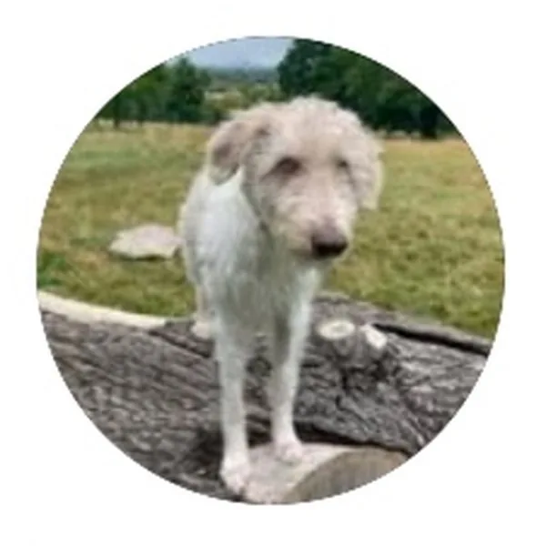 Pippin, a Bedlington Whippet