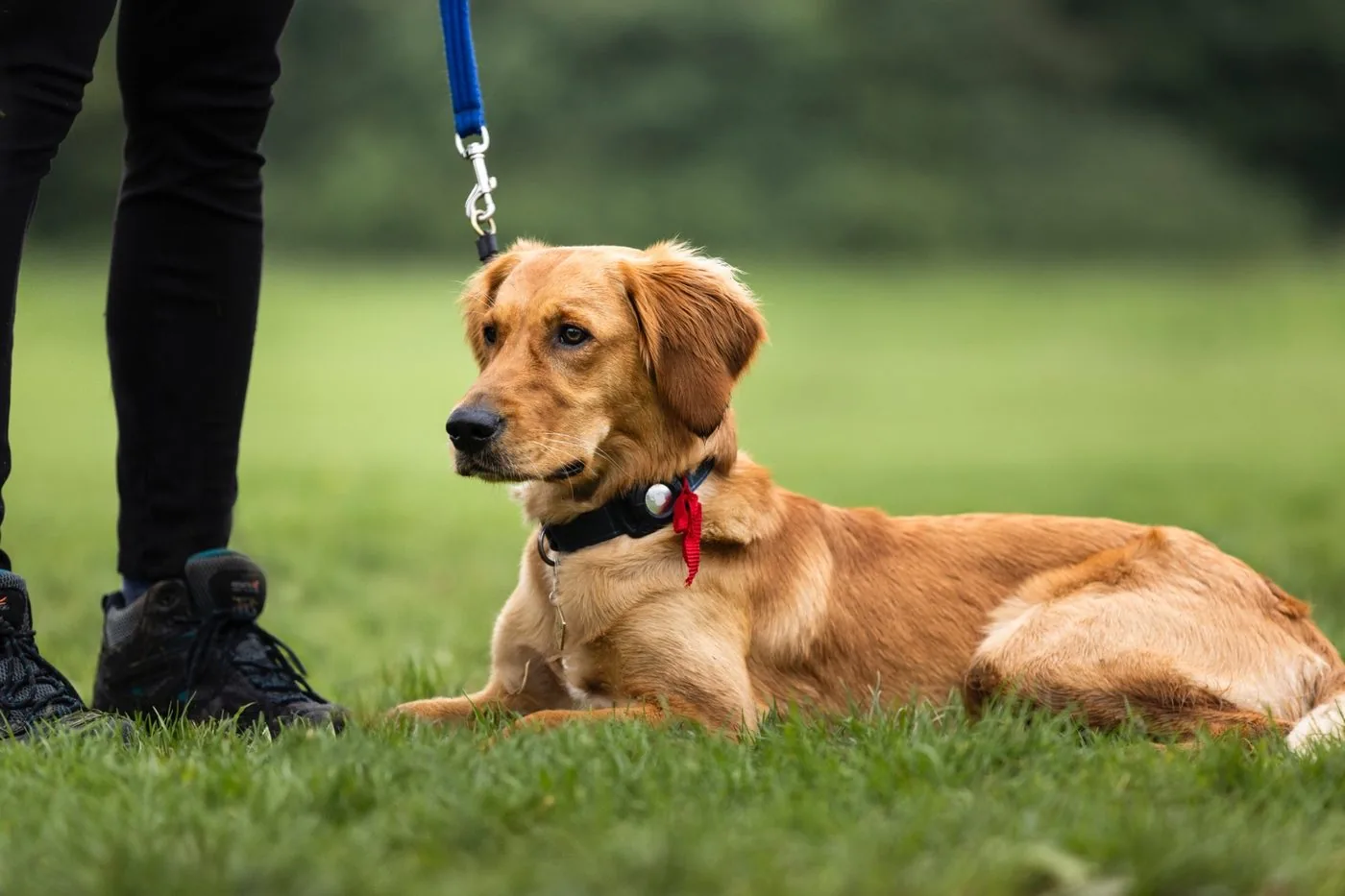 Trainer working with a client and her dog in a rural field